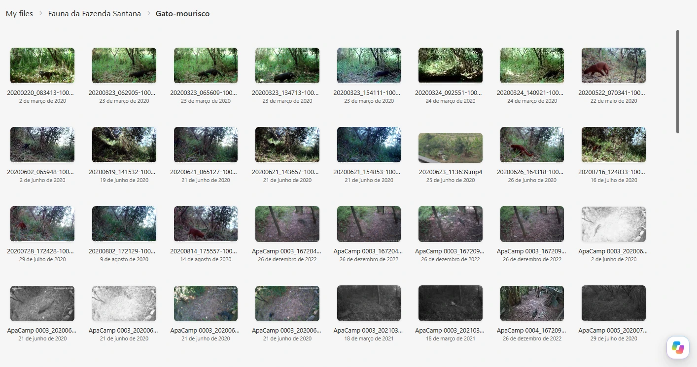 Captura do acervo pessoal com diversas miniaturas de registros de gatos-mouriscos em vegetação, em diferentes datas